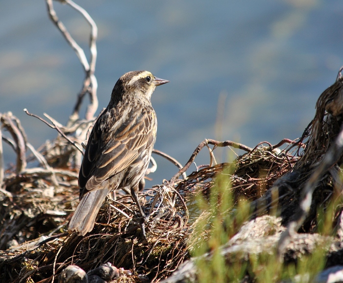 Foto Varillero Ala Amarilla