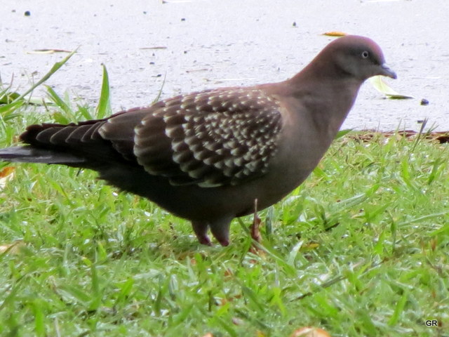 Foto Paloma Manchada