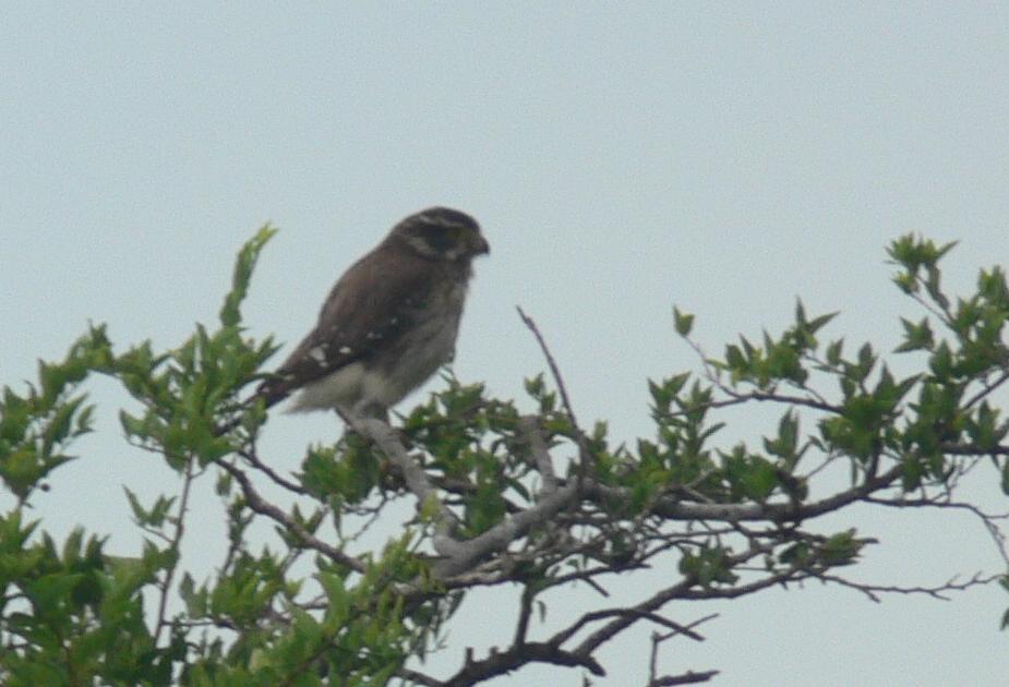 Photo Halconcito Gris