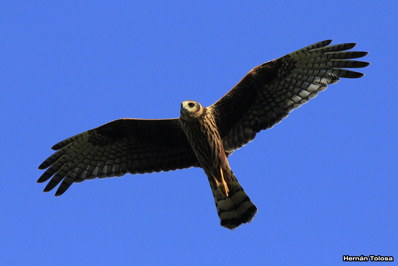 Foto Gavilán Planeador