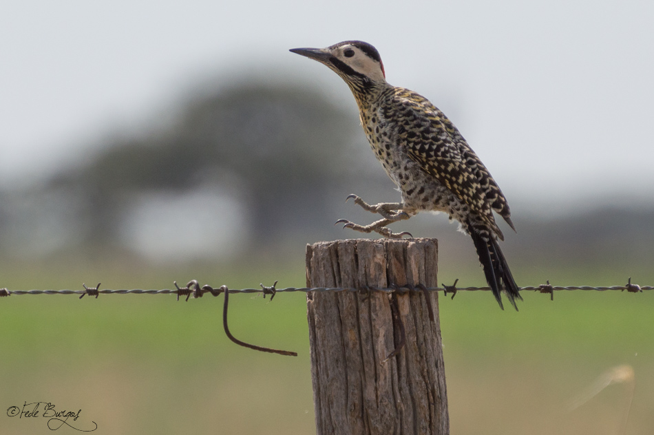 Photo Carpintero Real Común