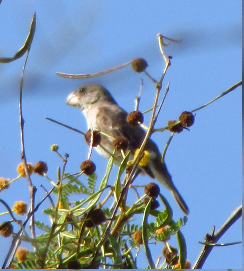 Foto Espiguero Pico de Loro