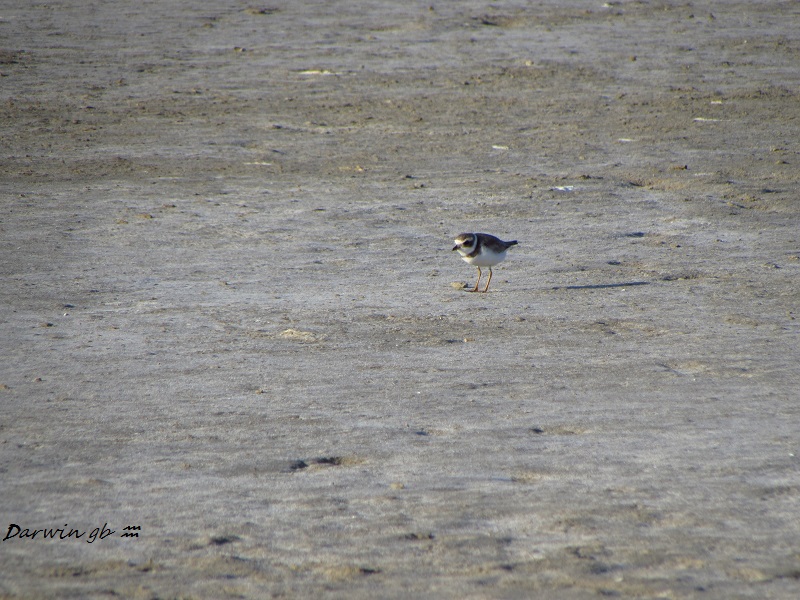Foto Chorlito Palmado