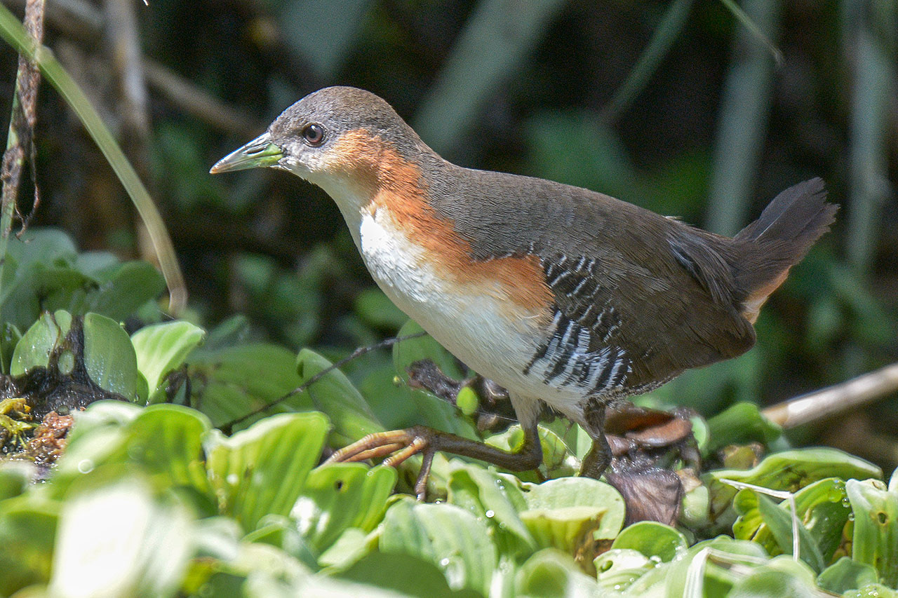 Photo Burrito Común