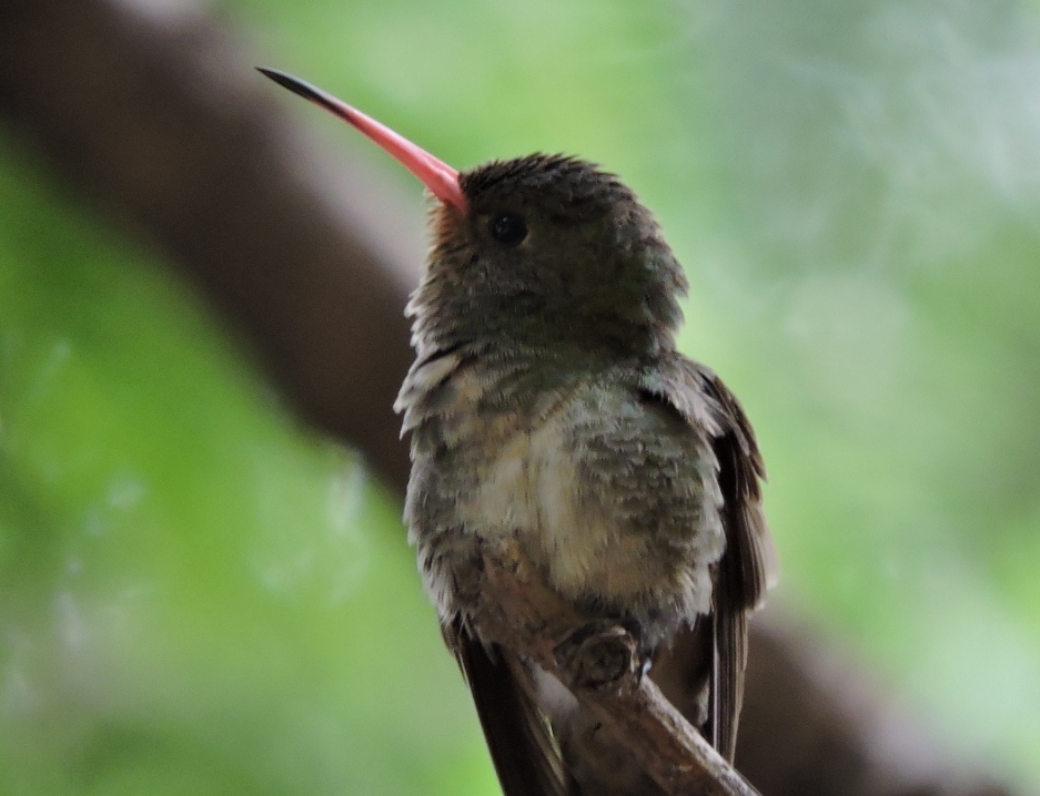 Foto Picaflor Bronceado