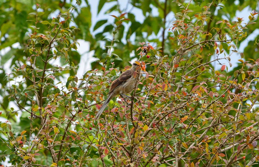 Foto Calandria Grande
