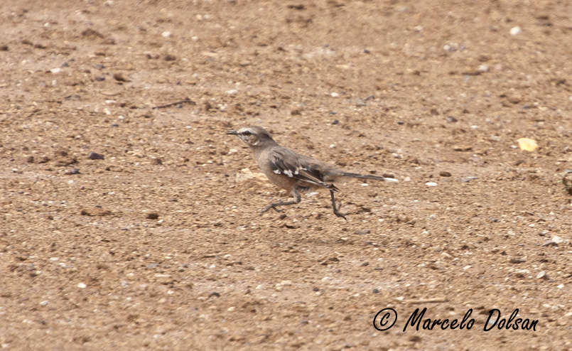 Photo Calandria Mora