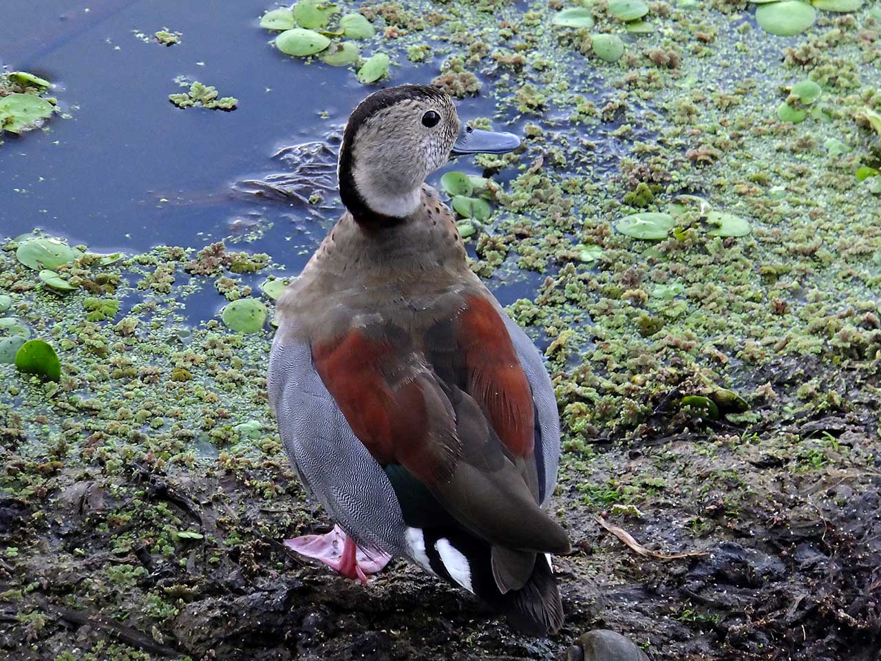 Foto Pato de Collar