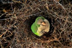 Foto Monk Parakeet