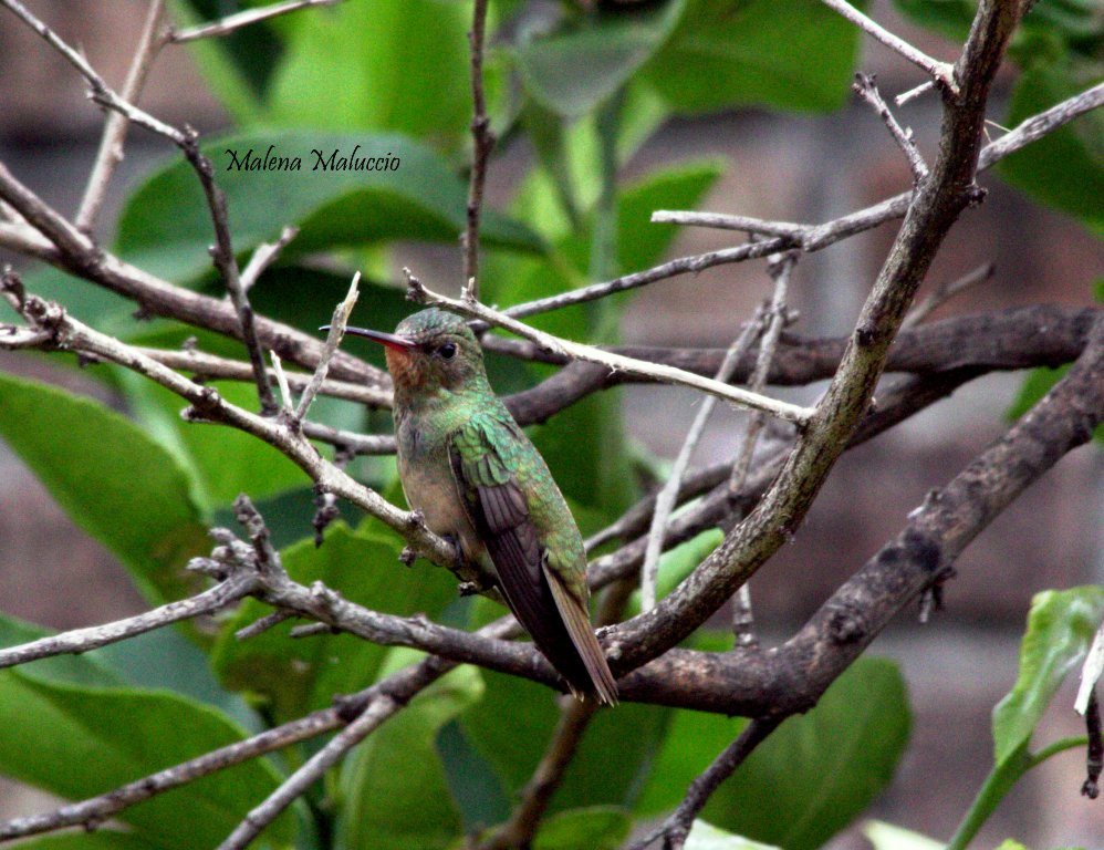 Foto Picaflor Bronceado