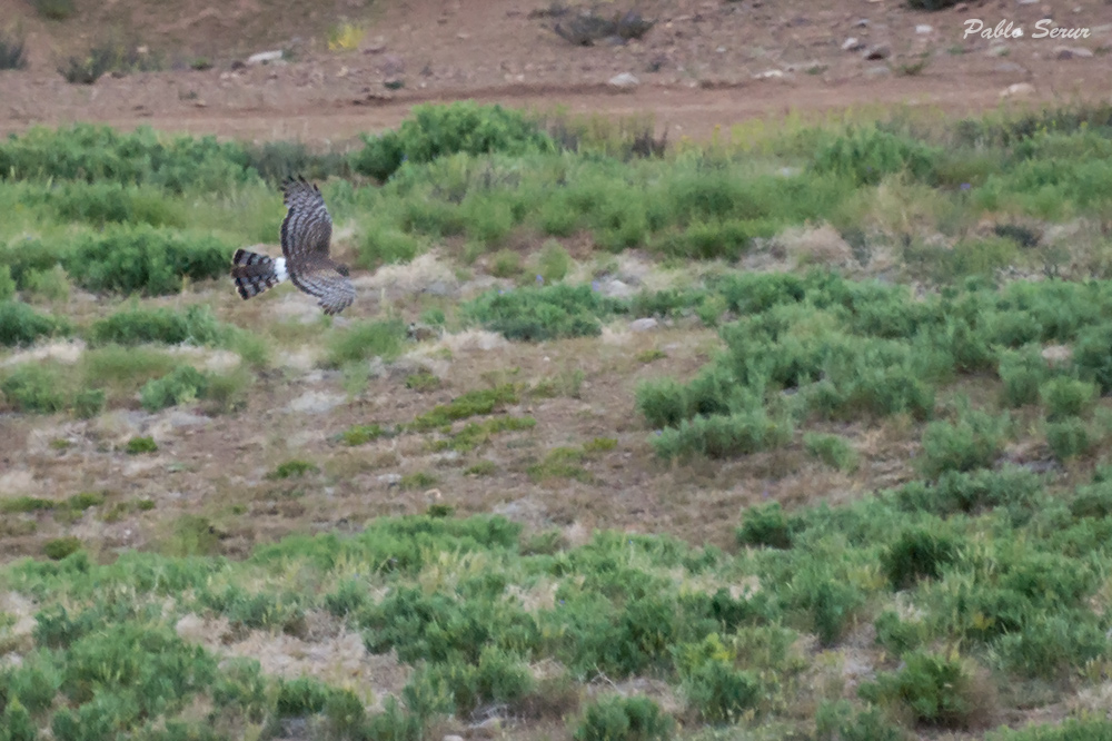 Foto Gavilán Planeador