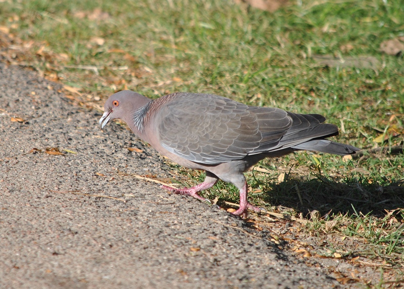 Photo Paloma Picazuró