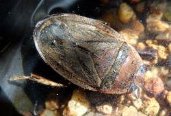Pygmy Water Boatman (Horvathinia pelocoroides)