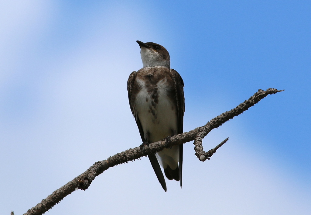 Foto Golondrina Parda