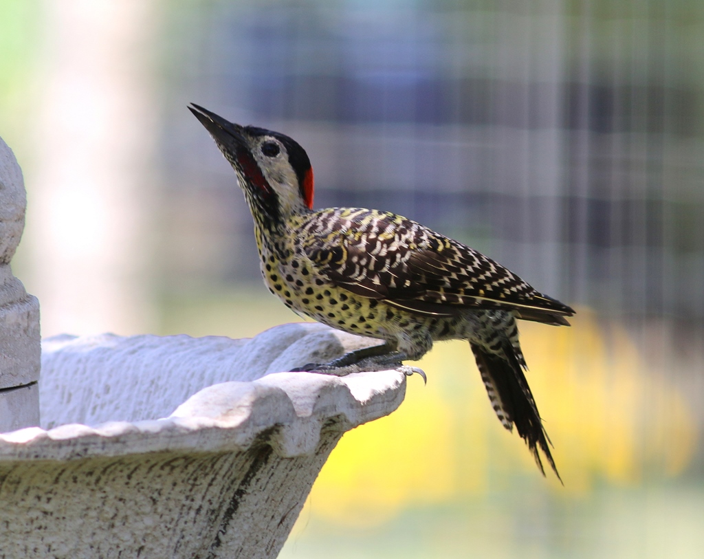 Foto Carpintero Real Común