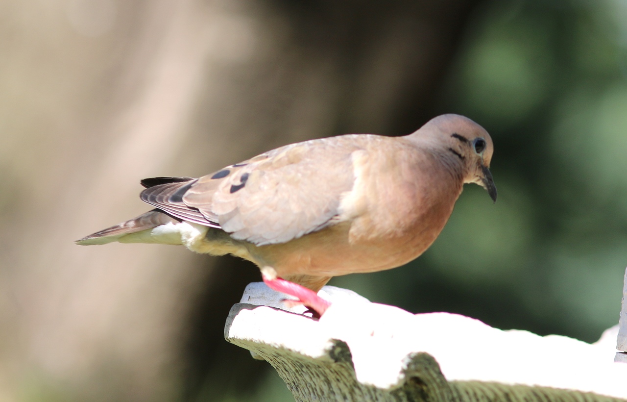 Photo Torcaza Común