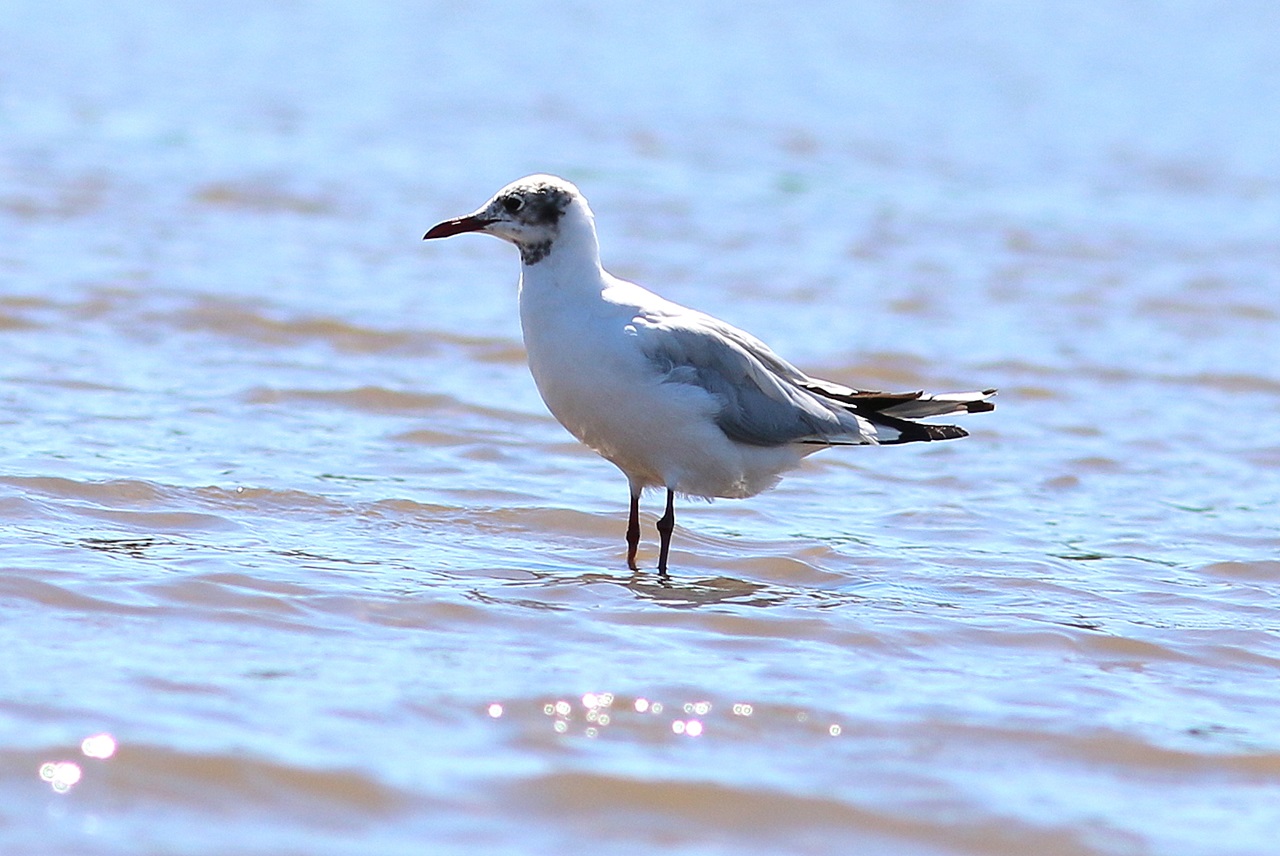 Photo Gaviota Capucho Café