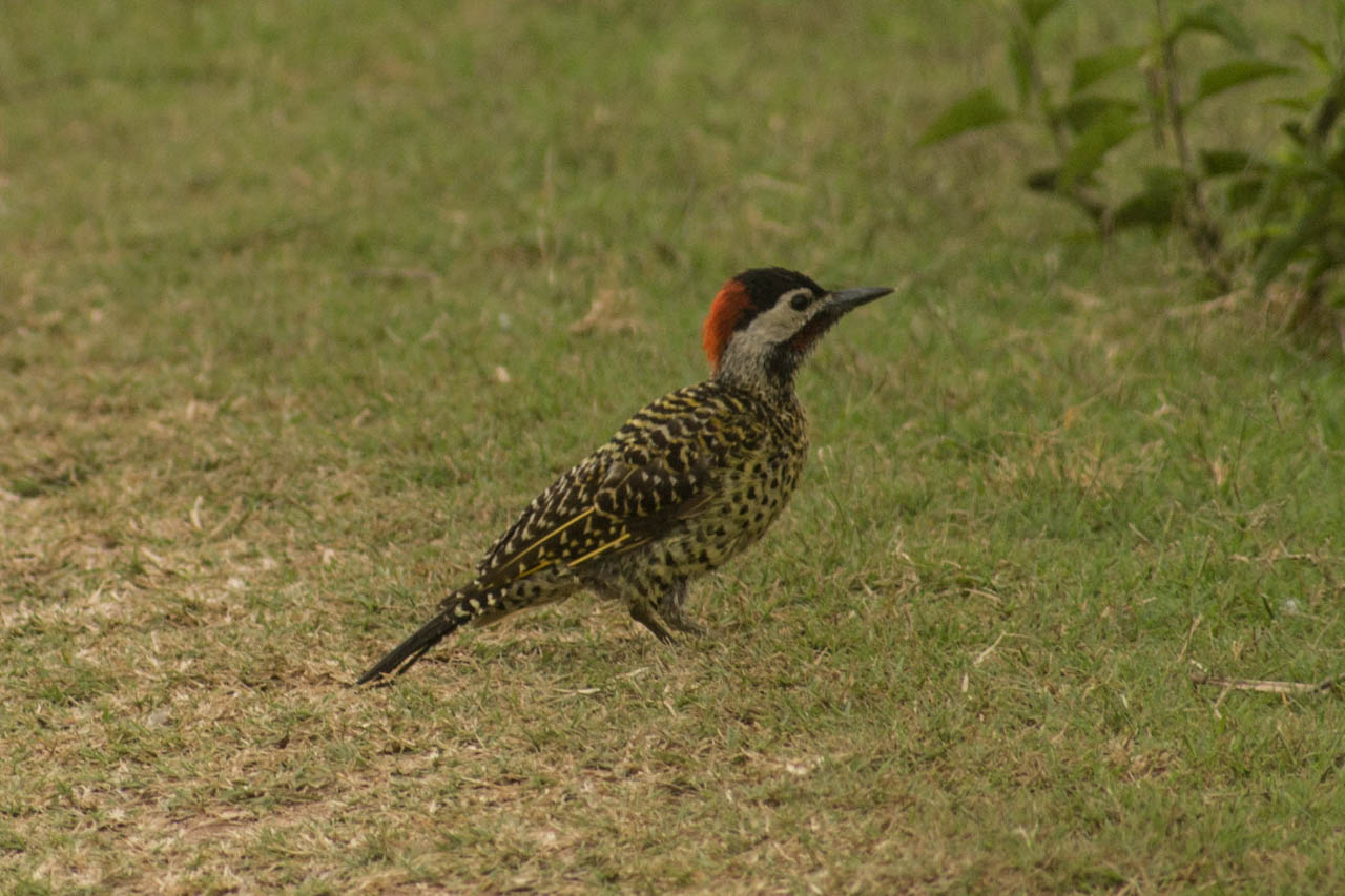 Foto Carpintero Real Común
