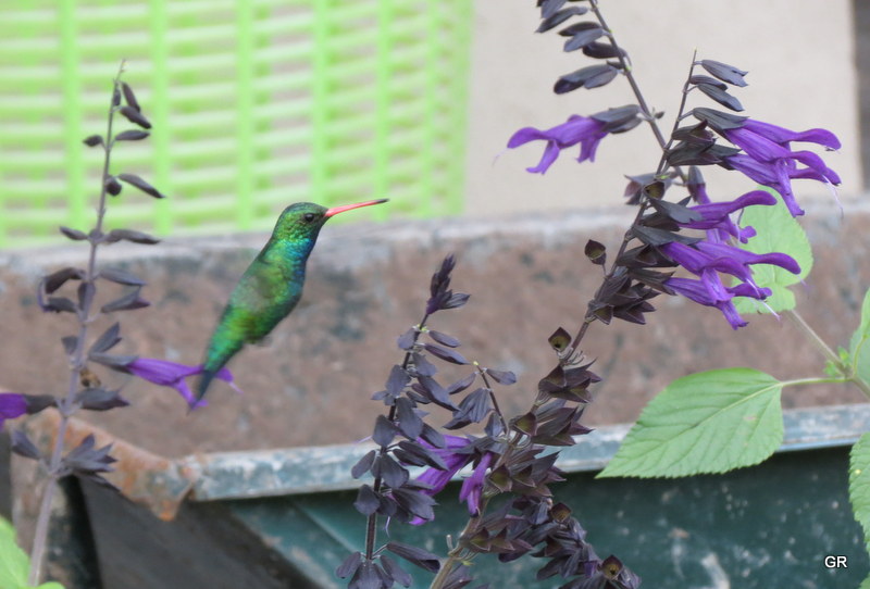 Photo Picaflor Común