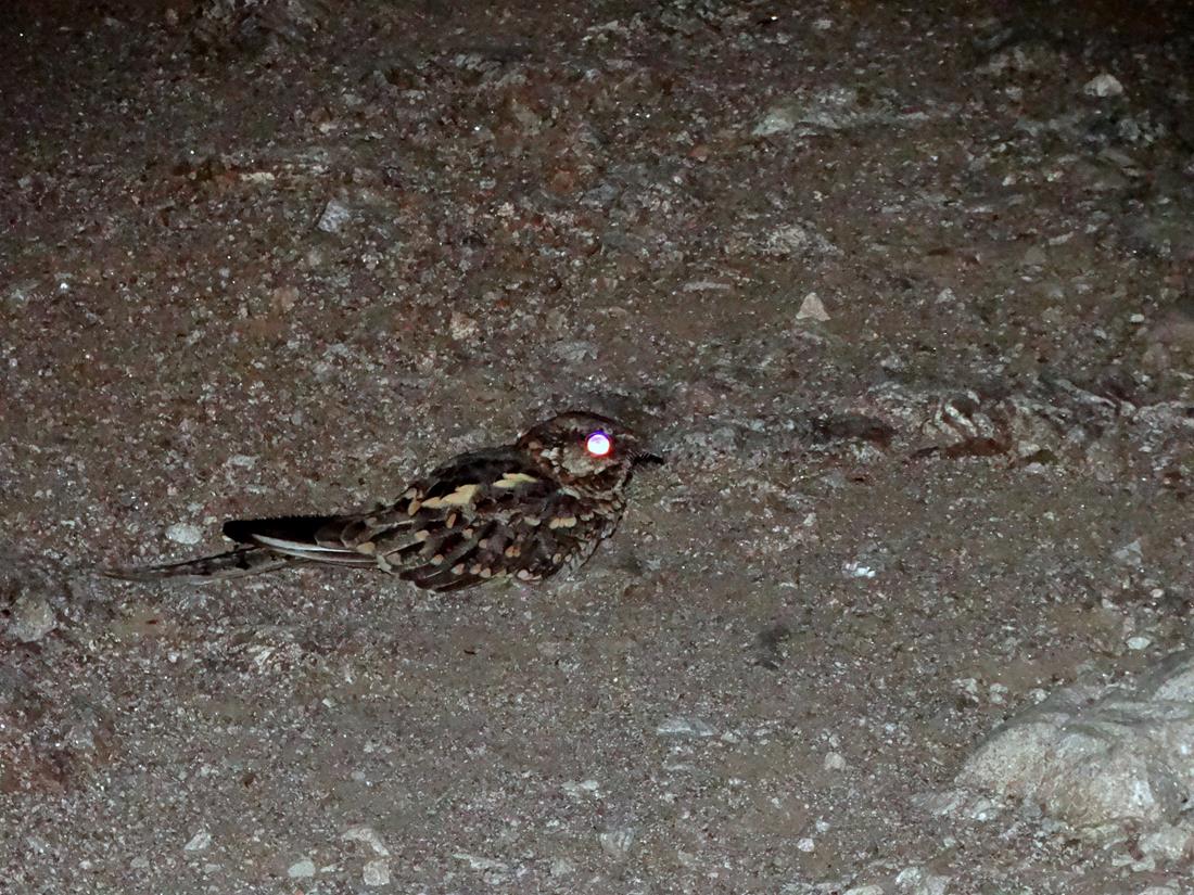 Foto Atajacaminos Tijera