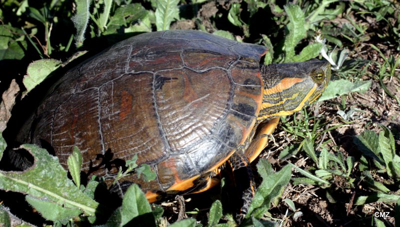 Foto Tortuga Pintada