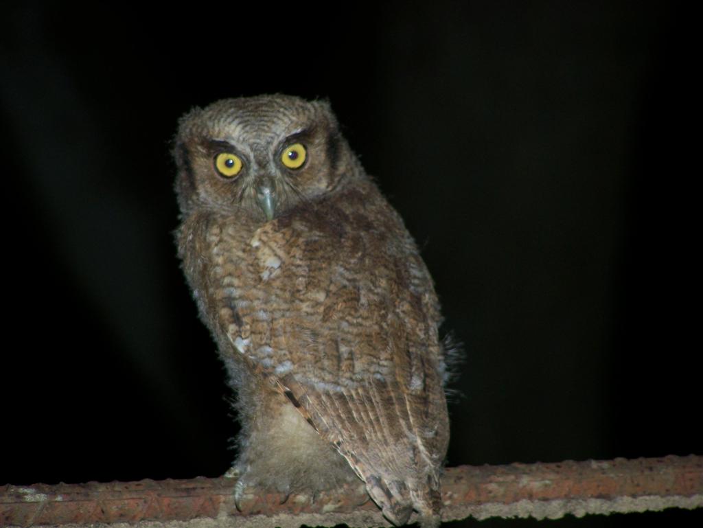 Photo Alilicucú Común