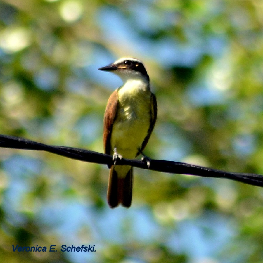 Photo Benteveo Común