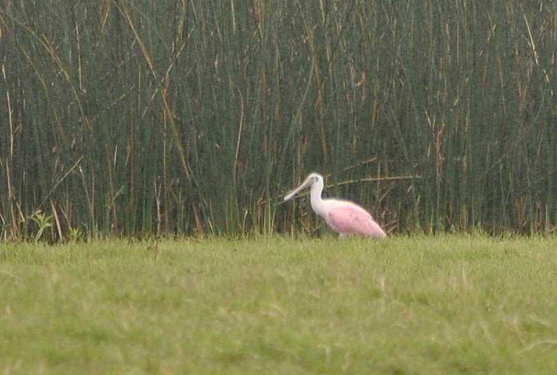 Foto Espátula Rosada