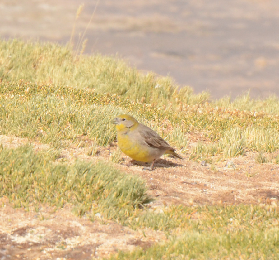 Foto Jilguero Cara Gris