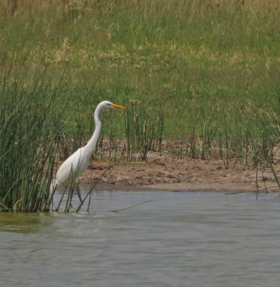 Foto Garza Blanca