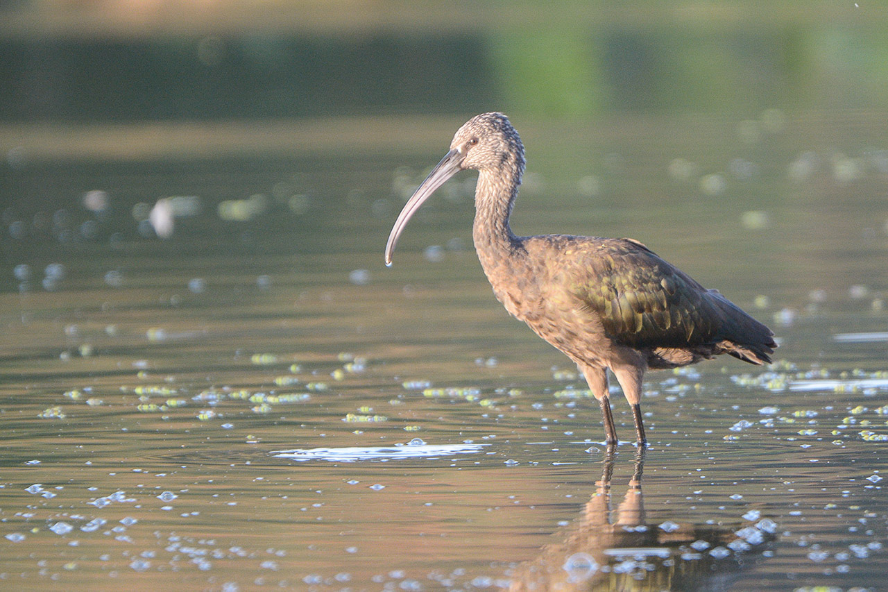 Photo Cuervillo de Cañada