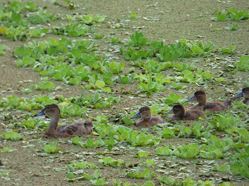 Photo Pato Picazo