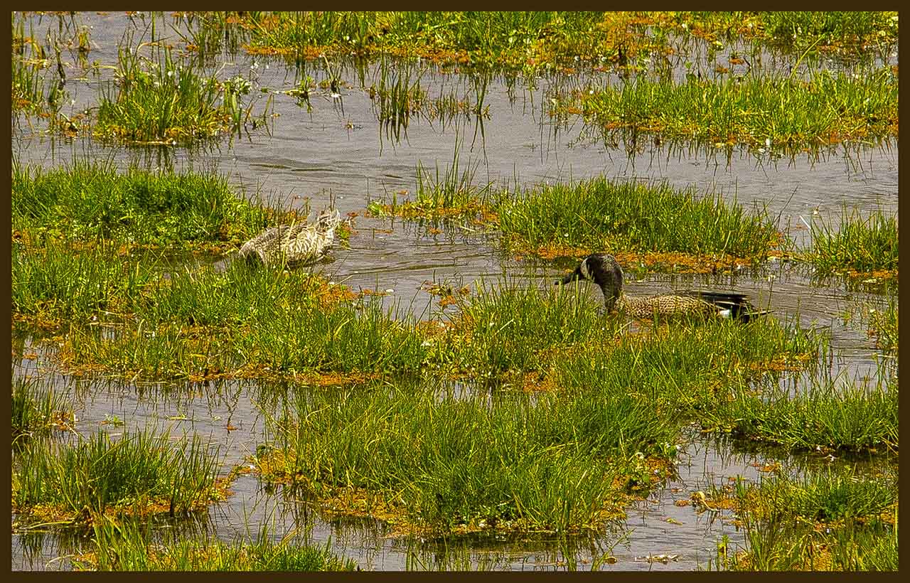 Foto Pato Media Luna