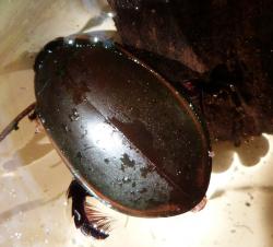 Giant Diving Beetle (Megadytes giganteus)