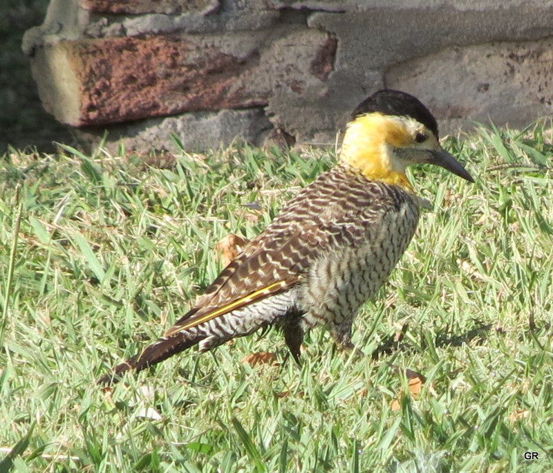 Foto Carpintero Campestre