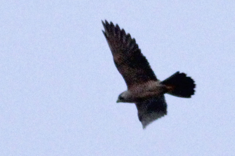 Foto Halcón Peregrino
