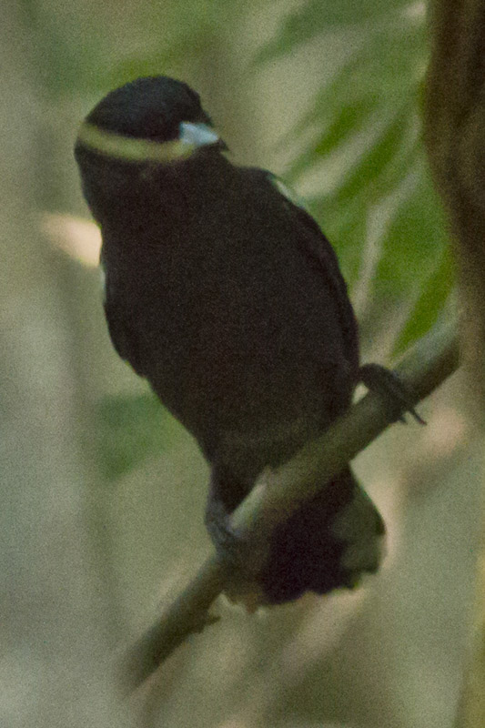 Photo Anambé Común