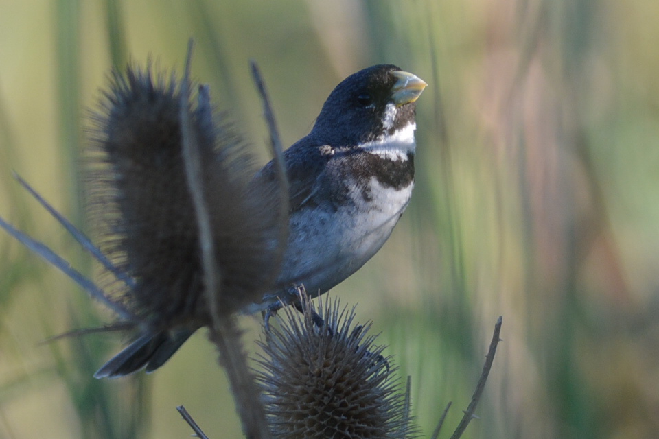 Foto Corbatita Común