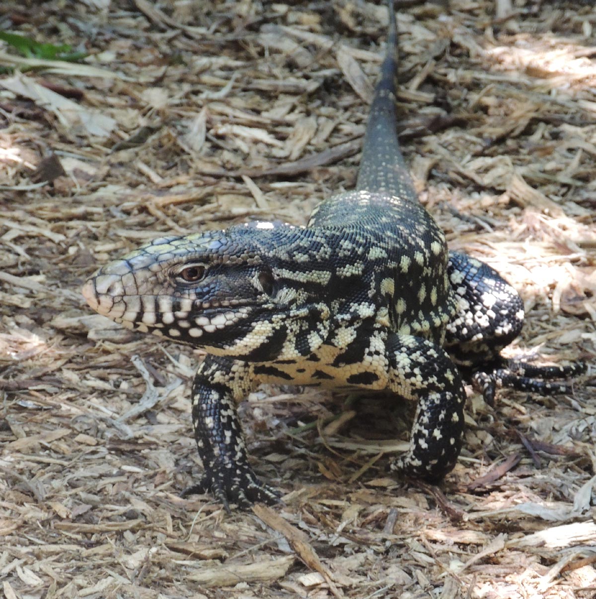 Foto Lagarto Overo