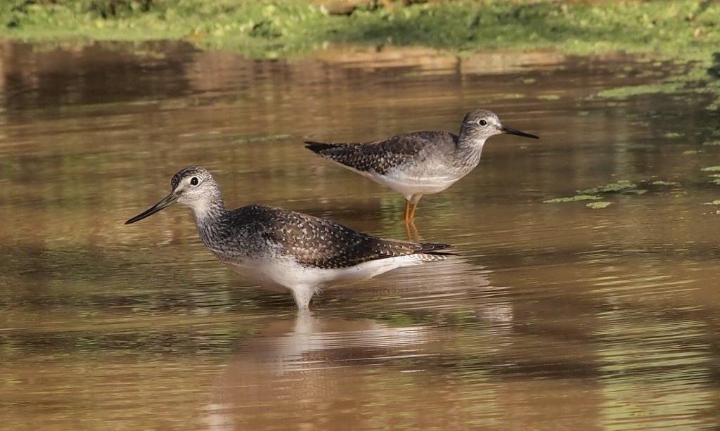 Photo Pitotoy Grande