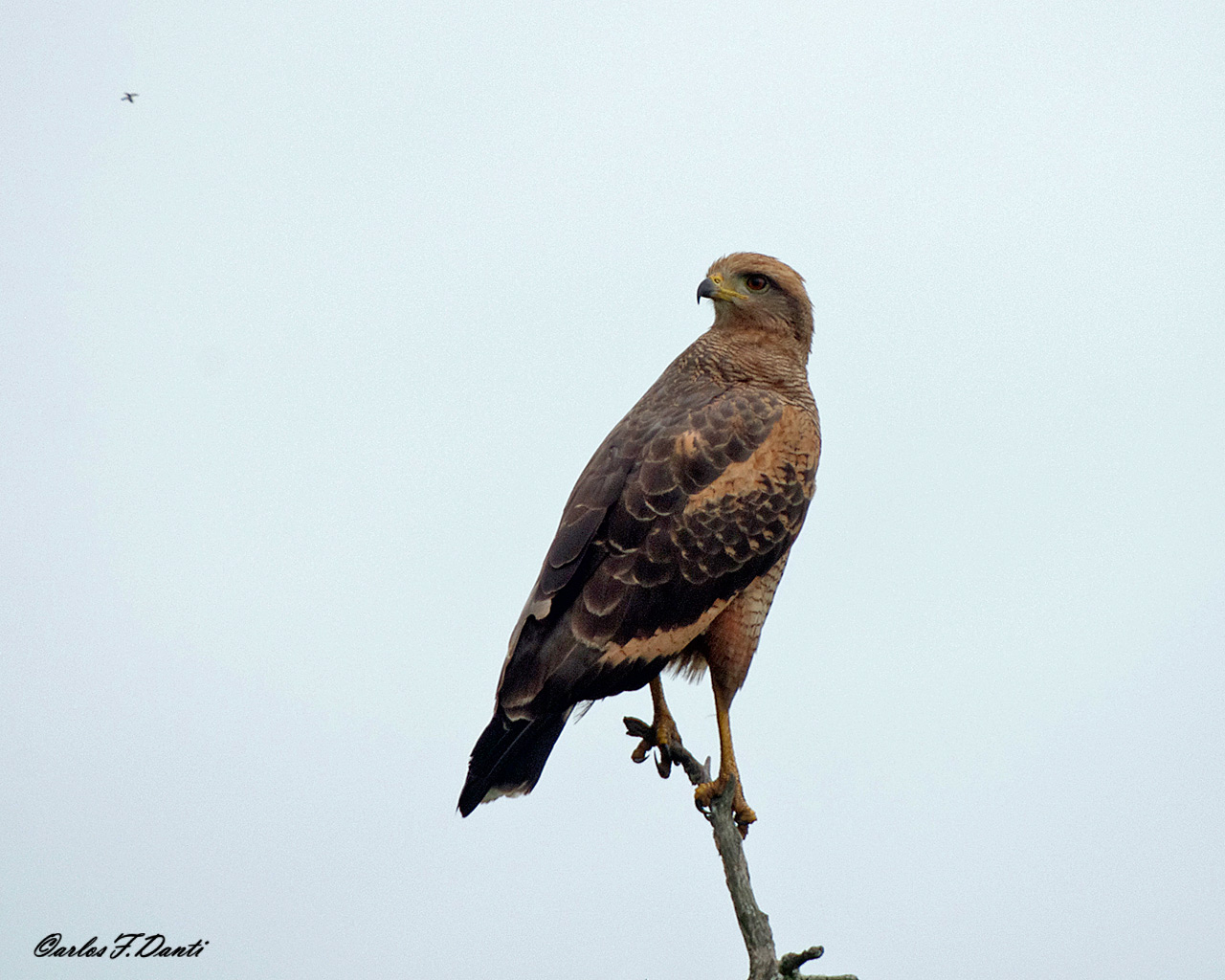 Photo Aguilucho Colorado