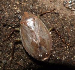 Big Water Bug (Belostoma dilatatum)