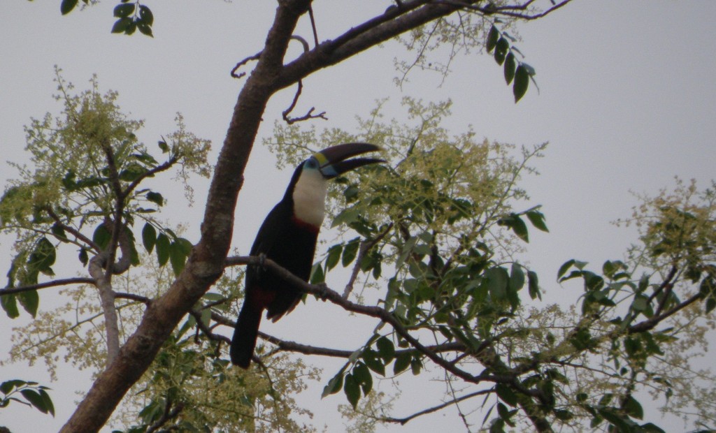 Foto Tucán Pechiblanco