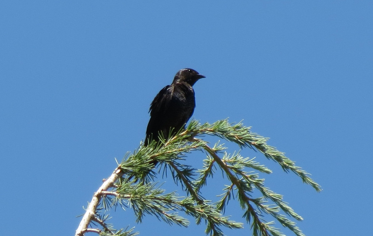 Foto Golondrina Negra