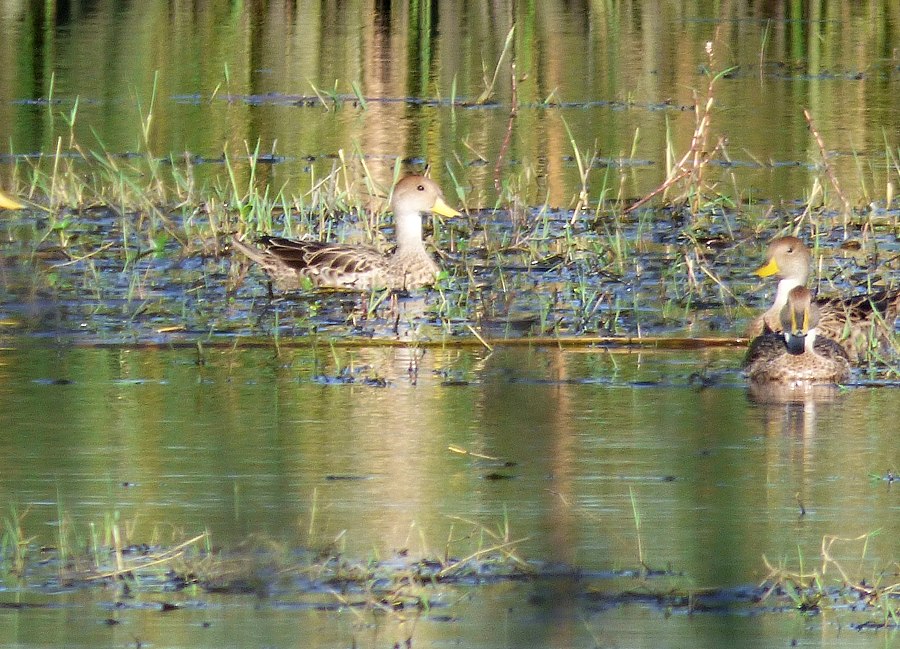 Photo Pato Maicero