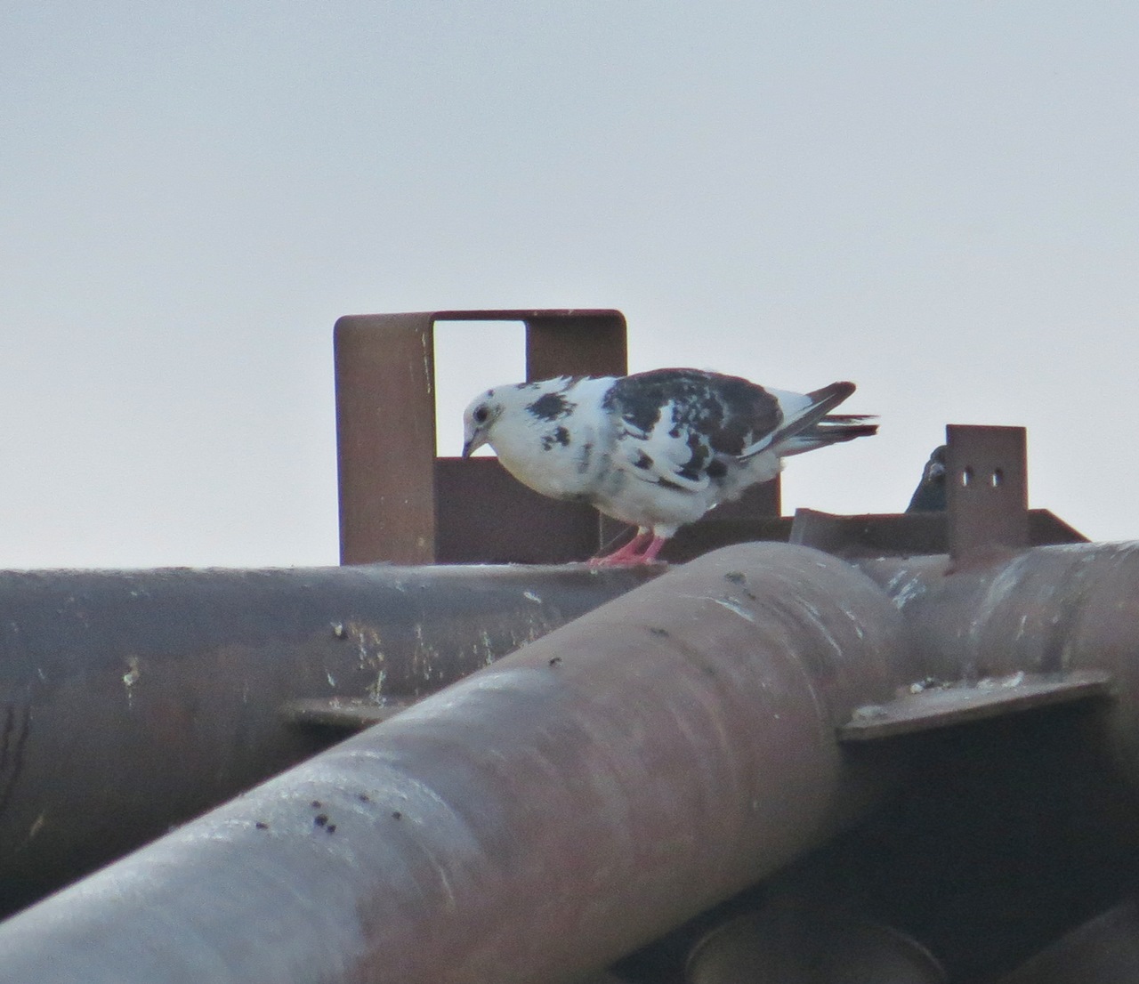 Photo Paloma Doméstica