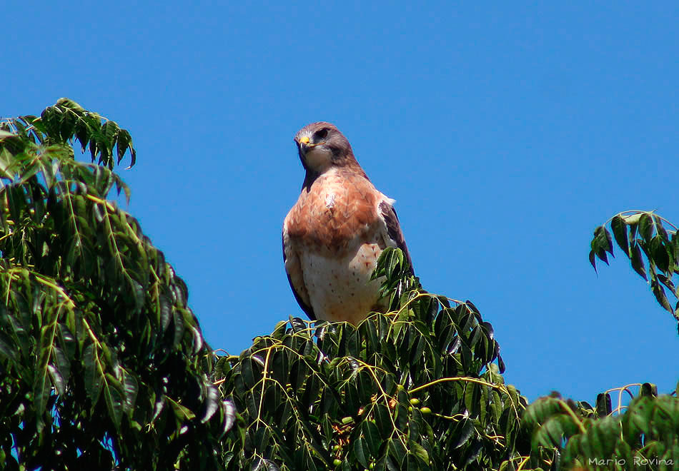 Photo Aguilucho Langostero