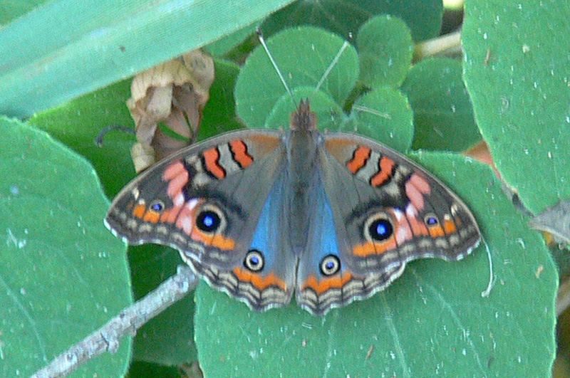 Foto Cuatro Ojos Común