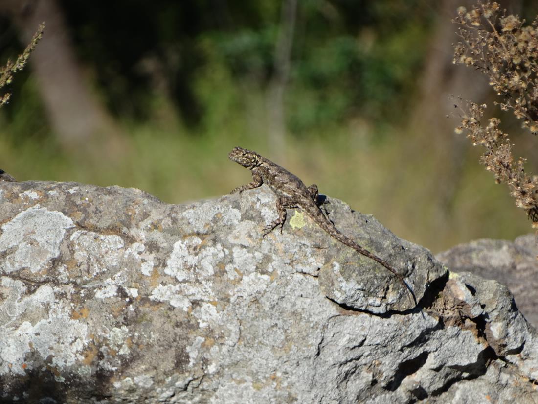 Foto Lagarto de los Quebrachales