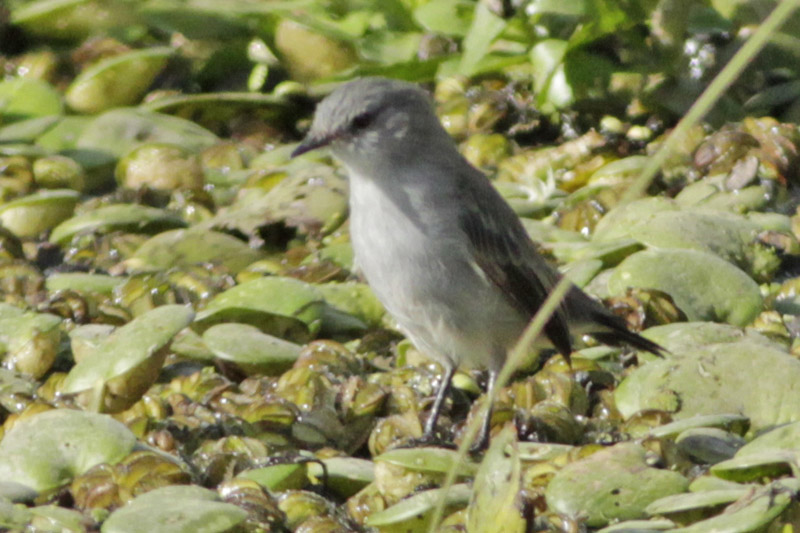 Photo Piojito Gris